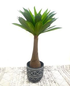 עץ נוי מלאכותי | DRACENA MARGINATA
